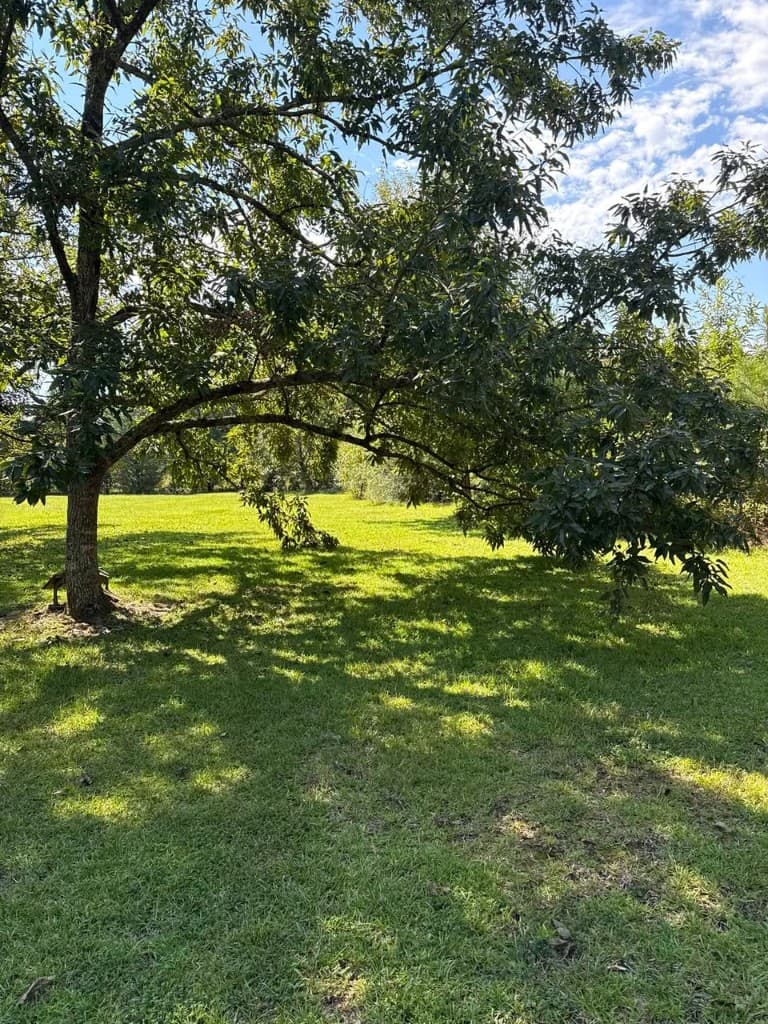 Tree and lawn property landscape